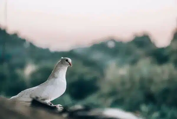 daily devotional june 2 2026