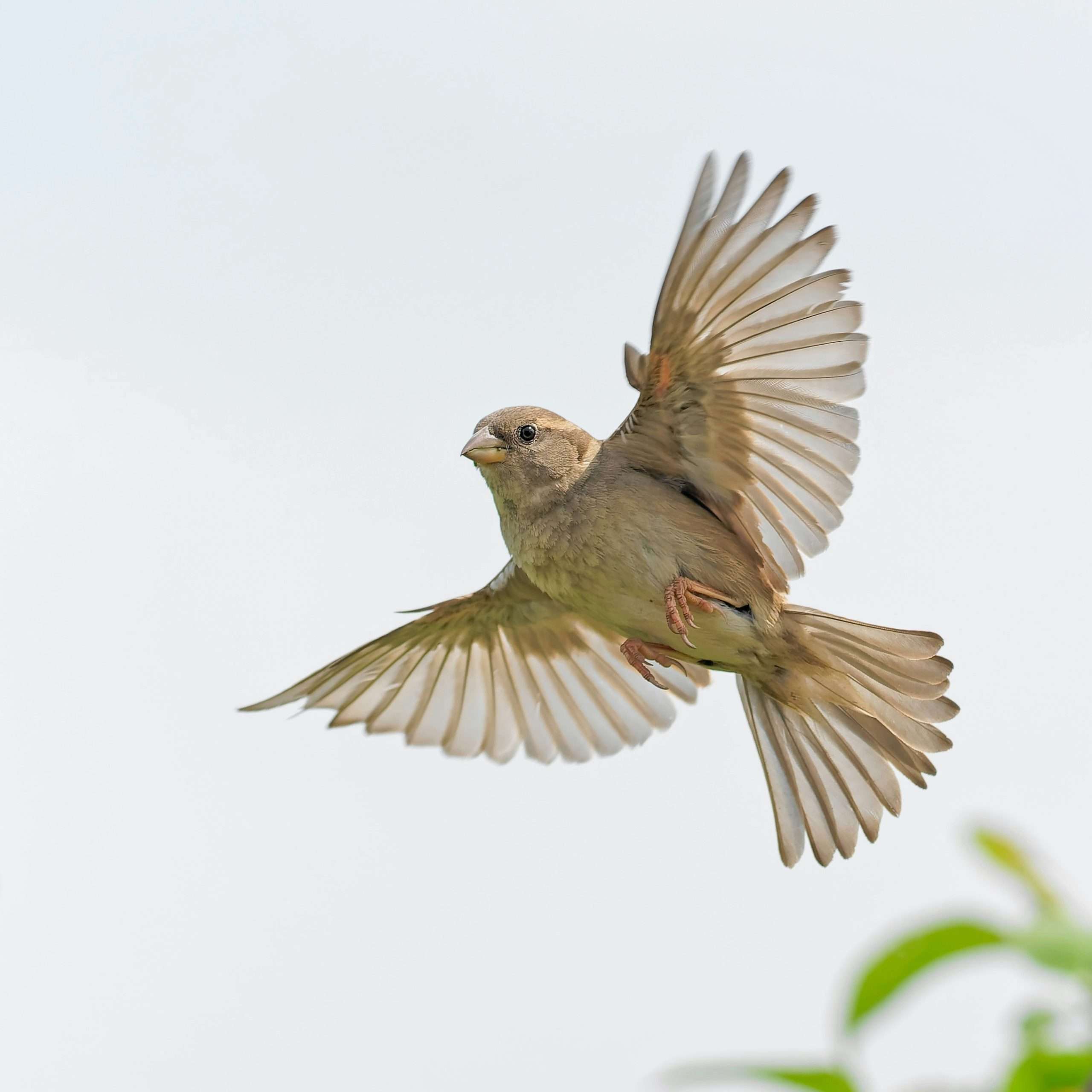 Daily Devotional- June 27, 2026: MY SPIRIT IS YOUR FREEDOM.