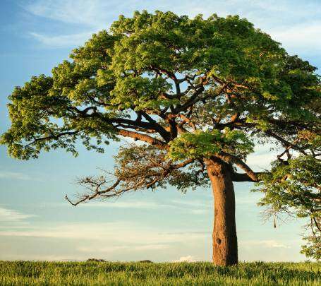 Daily devotional reflecting faith through nature