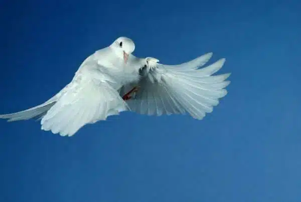 daily devotional august 26 2026