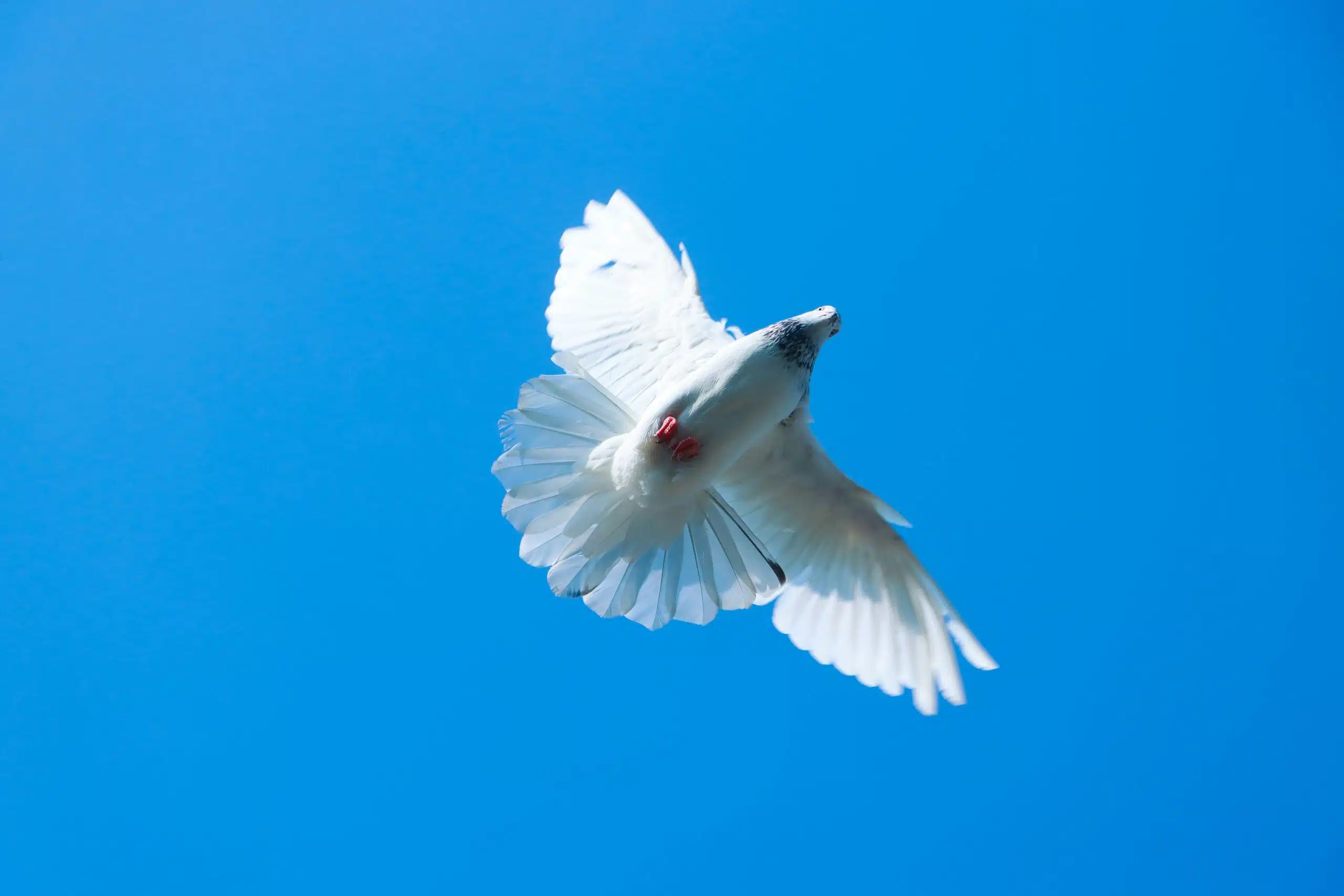 Daily Devotional August 27, 2026: HOW TO FEEL SAFE WHEN ALL YOU KNOW IS FEAR AND ANXIETY