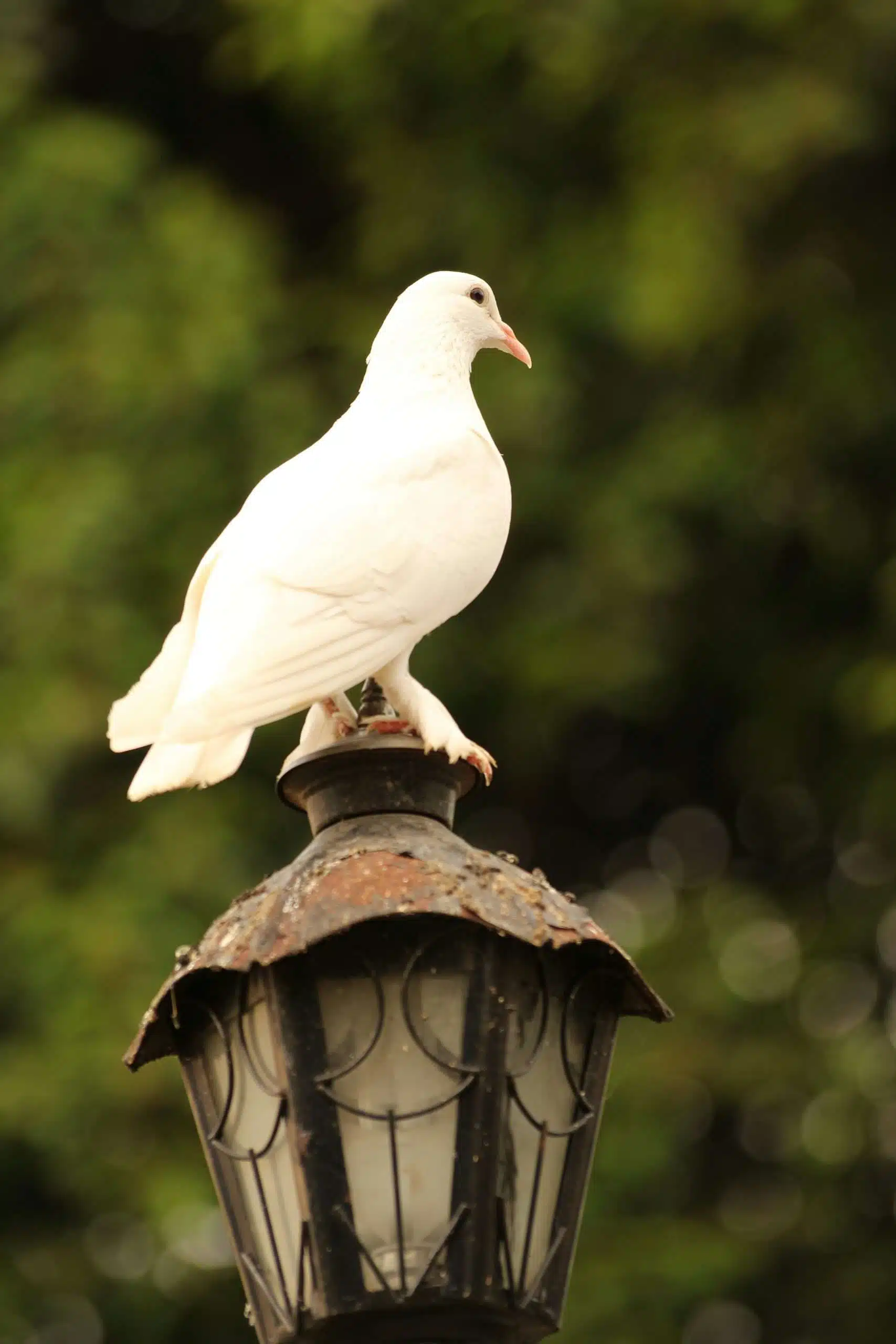 Daily Devotional August 5, 2026 | Silence Is the Light (And How to Finally Hear It)